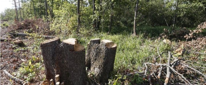 Майже третина українських лісів не обліковується