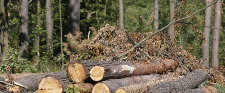 Верховна Рада прийняла закон про криміналізацію незаконної вирубки лісу