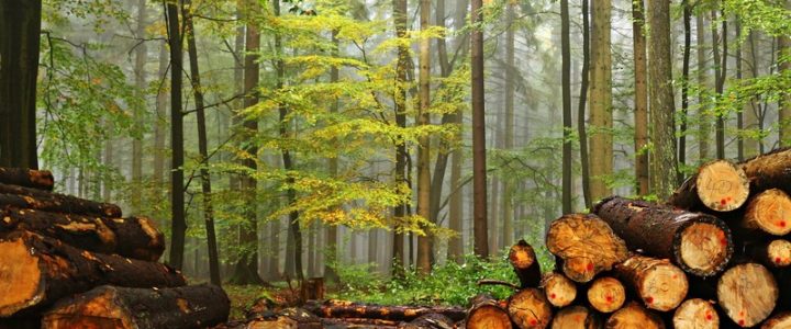 Ліс чи деревина: як збалансувати інтереси обох галузей?
